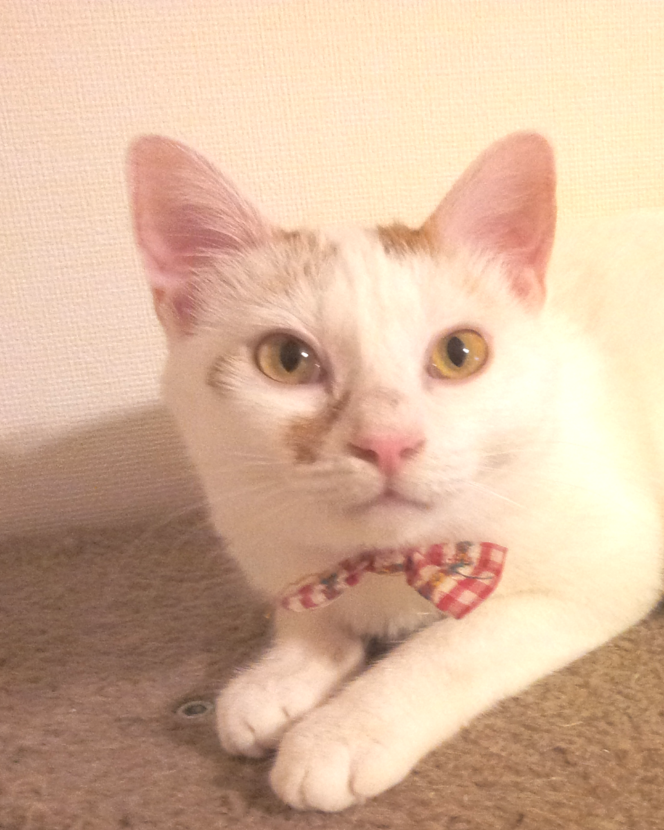 プリセット画像 1