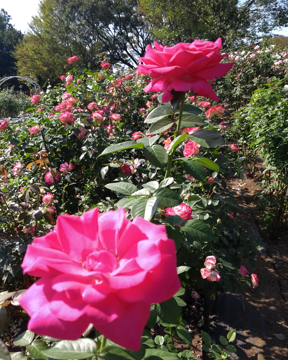 プリセット画像 3