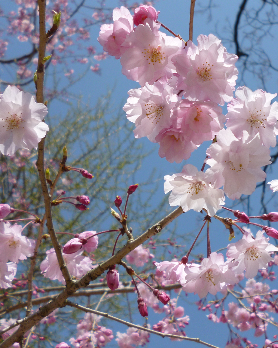 プリセット画像 5